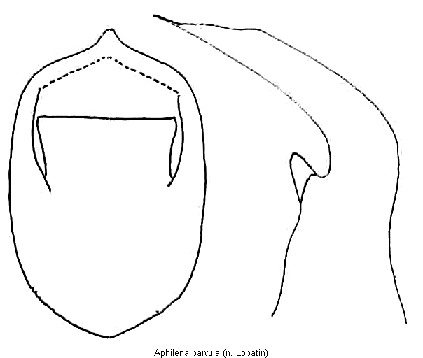 aphilena_parvula.gif