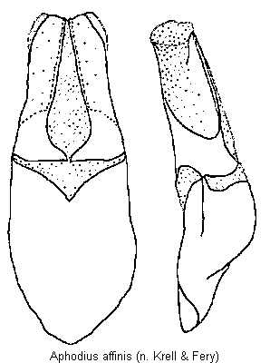 aphodius_affinis.gif
