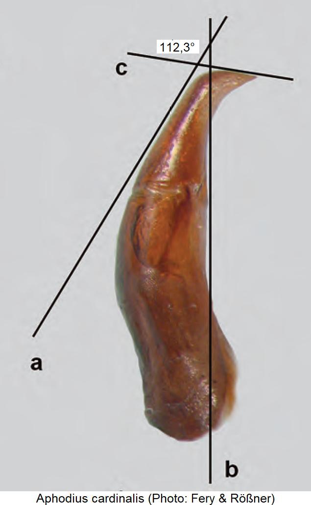 aphodius_cardinalis.jpg