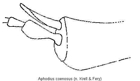 aphodius_coenosus_hschn.gif
