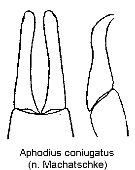 aphodius_coniugatus.gif