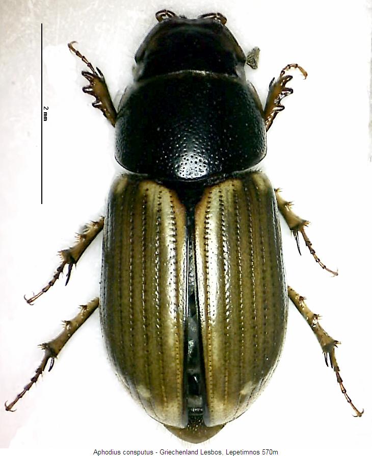 aphodius_consputus_hab.jpg