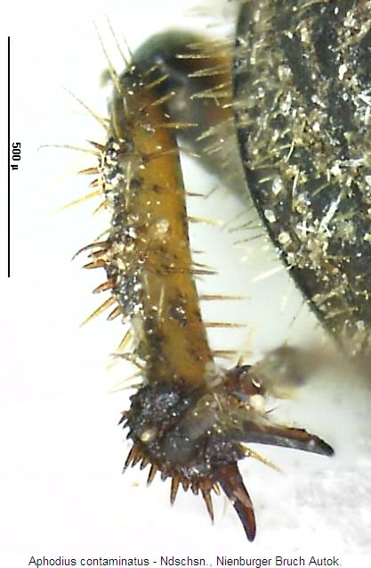 aphodius_contaminatus_hschn.jpg