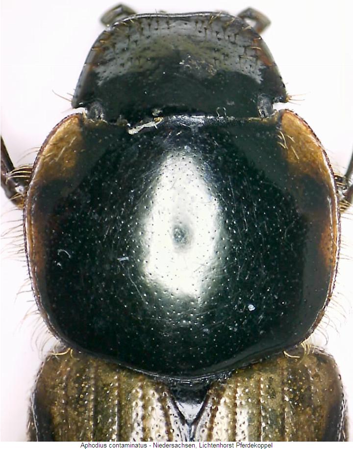 aphodius_contaminatus_vk.jpg