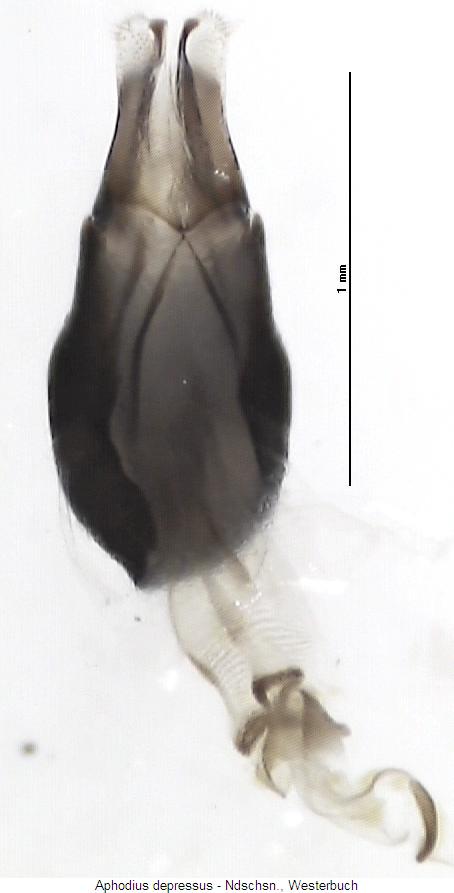 aphodius_depressus.jpg
