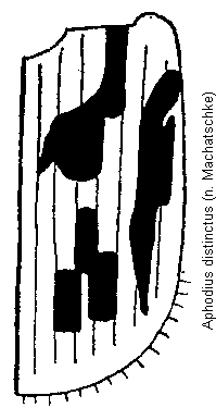 aphodius_distinctus_fld.gif