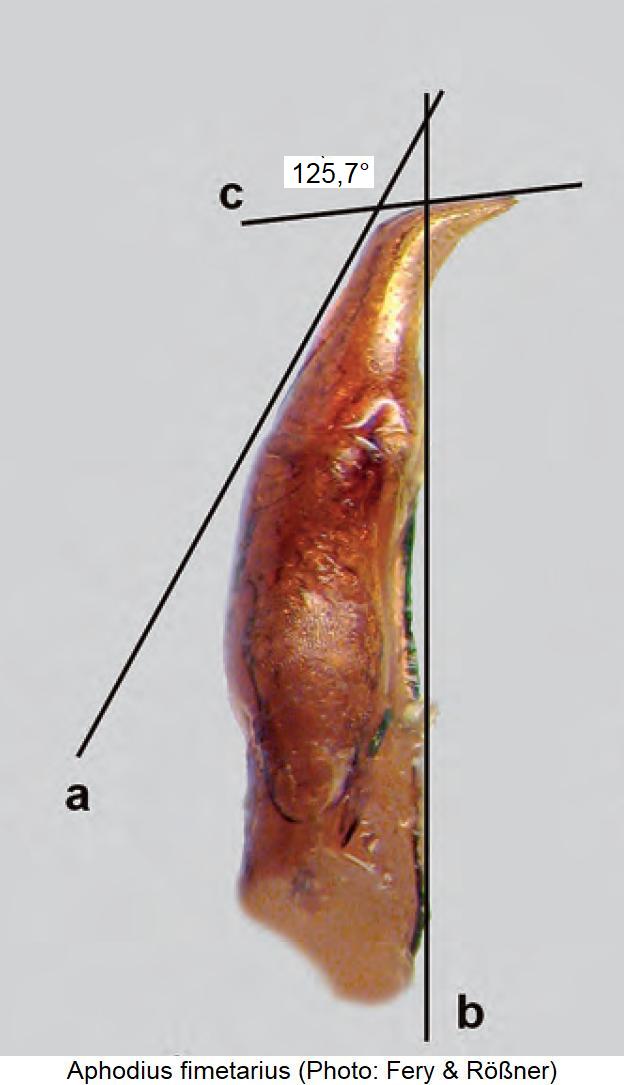 aphodius_fimetarius1.jpg