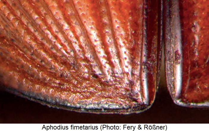 aphodius_fimetarius_fld.jpg