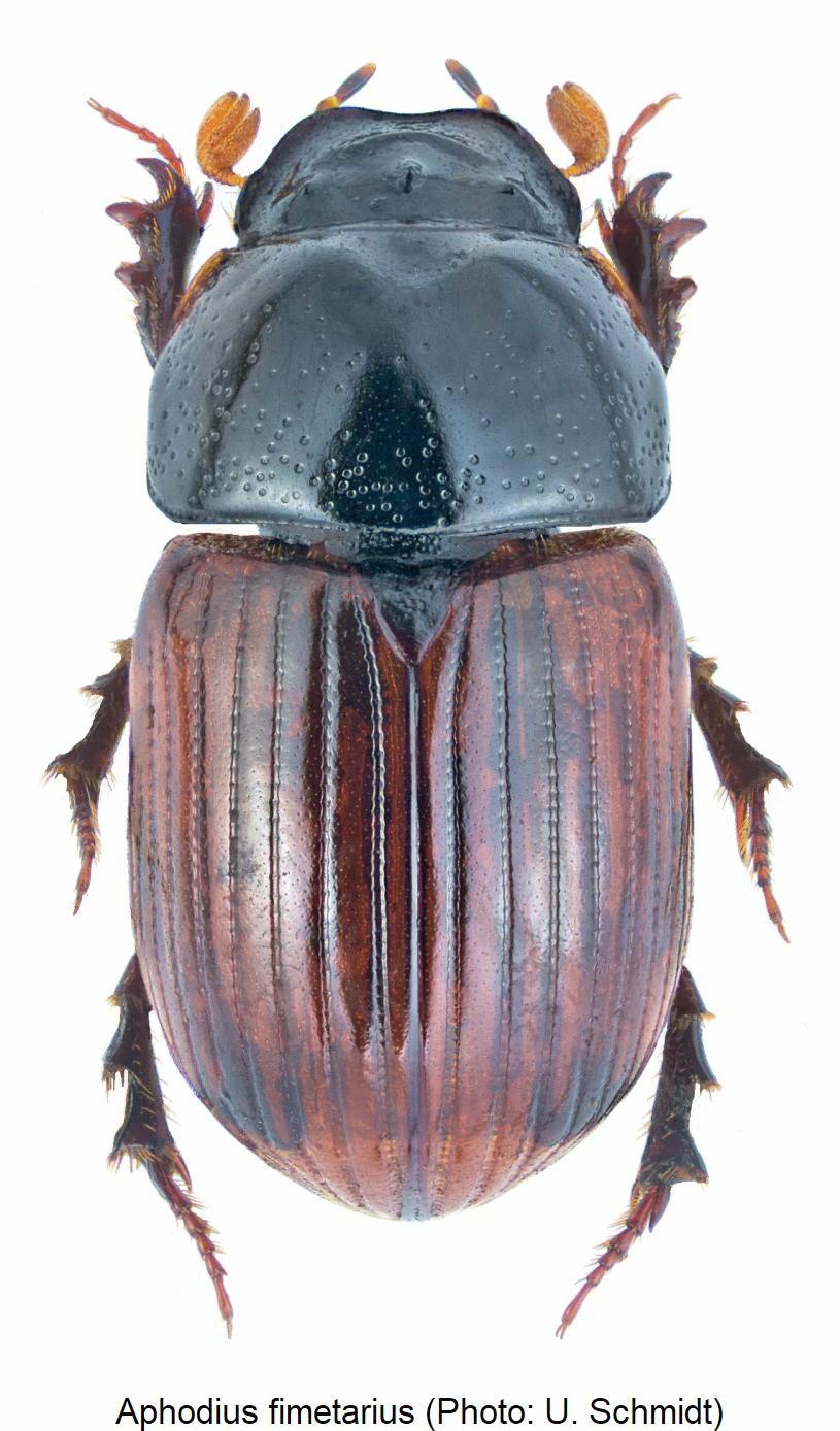 aphodius_fimetarius_hab1.jpg