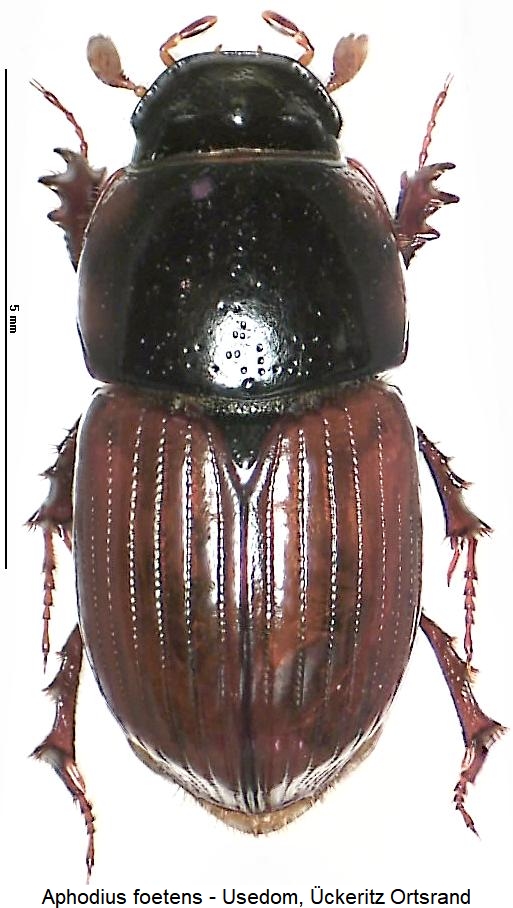 aphodius_foetens_hab.jpg