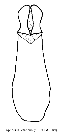 aphodius_ictericus2.gif