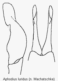 aphodius_luridus.gif