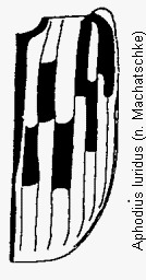 aphodius_luridus_fld.gif