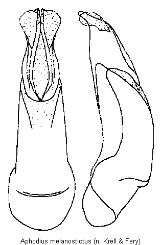 aphodius_melanostictus.gif