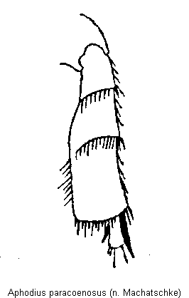 aphodius_paracoenosus_hschn.gif