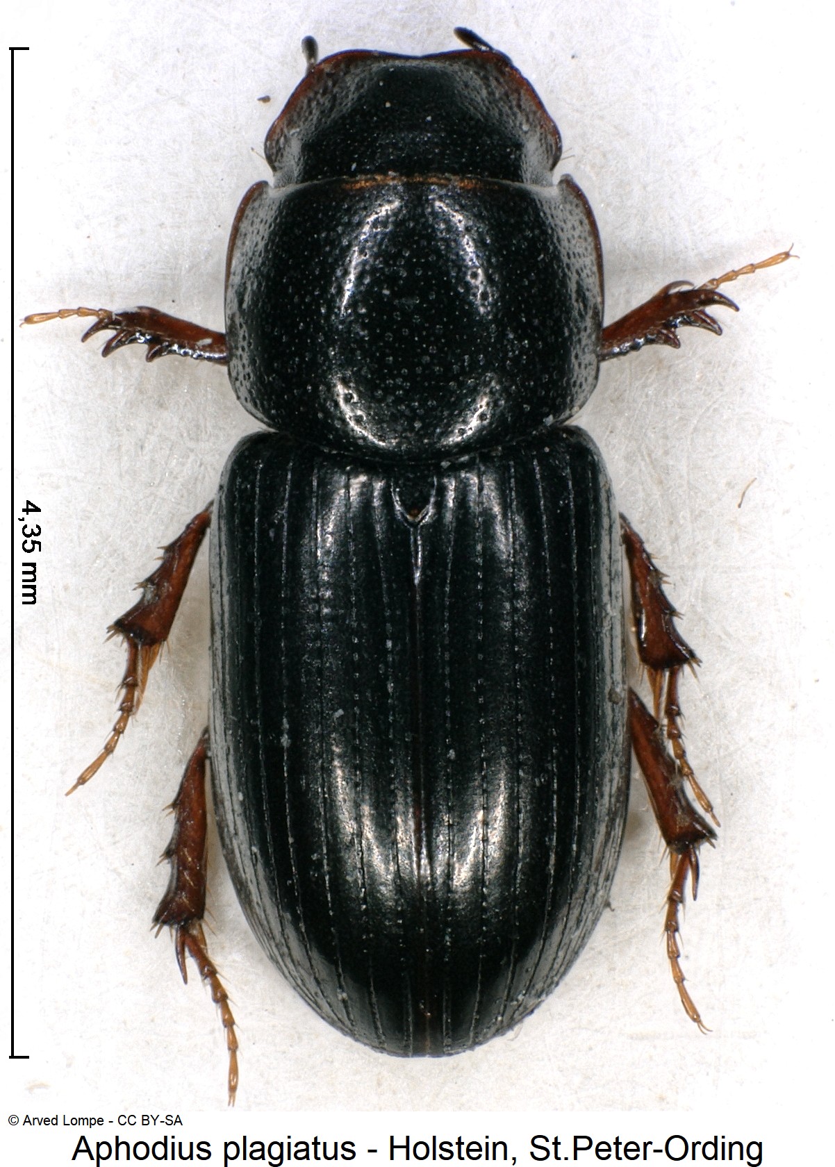 aphodius_plagiatus_ck10607_hab.jpg