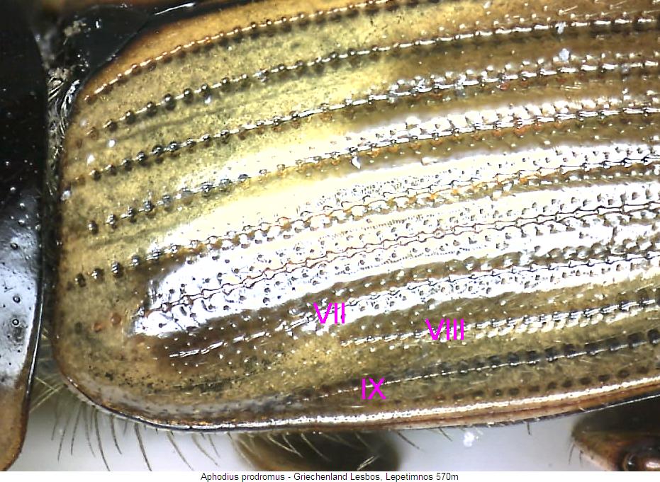 aphodius_prodromus_sa.jpg