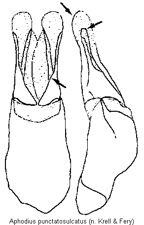 aphodius_punctatosulcatus.gif