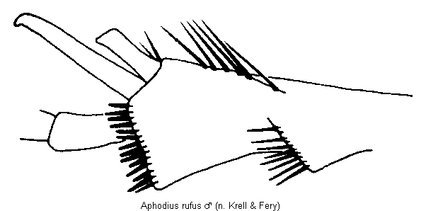 aphodius_rufus_mschn.gif
