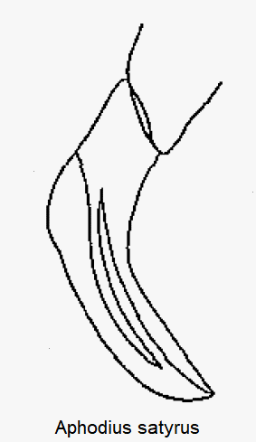 aphodius_satyrus.gif