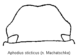 aphodius_sticticus_k.gif