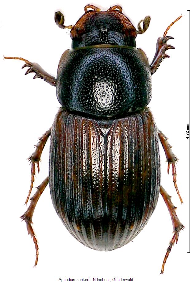 aphodius_zenkeri_hab.jpg
