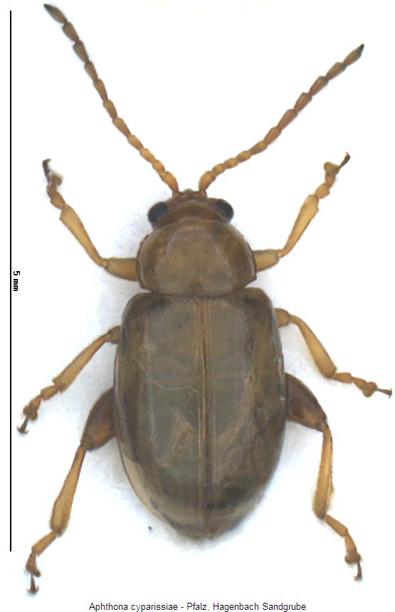 aphthona_cyparissiae_hab.jpg