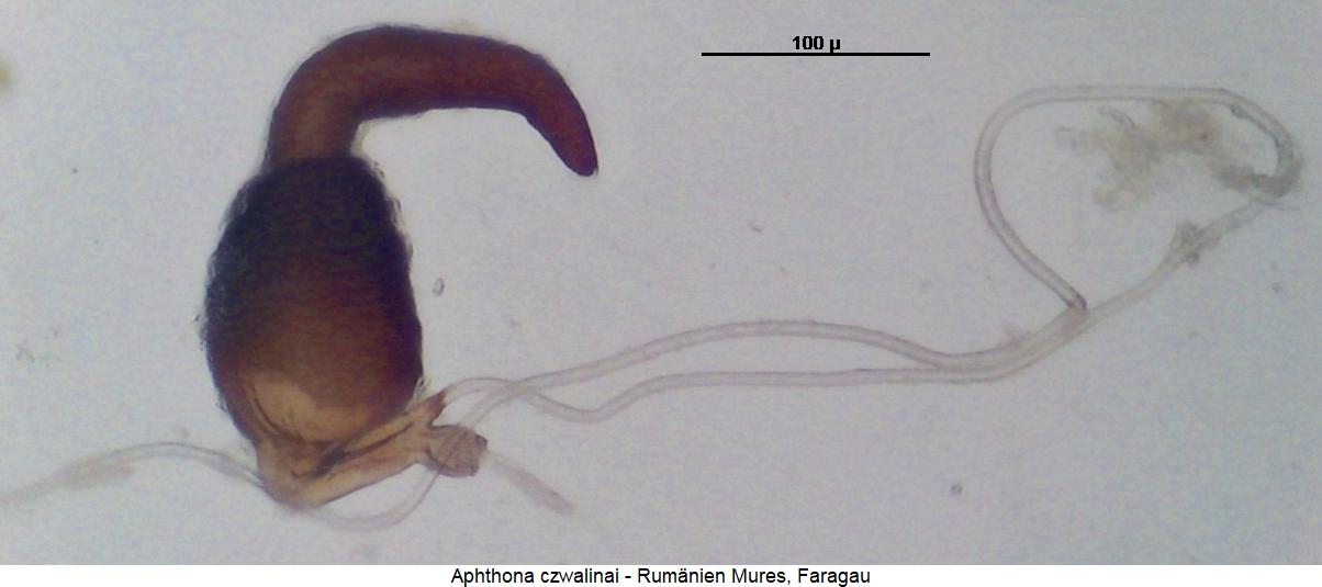 aphthona_czwalinai_sperm.jpg