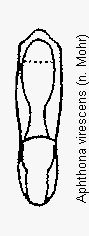 aphthona_virescens.gif