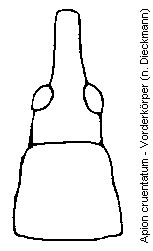 apion_cruentatum_vk.gif