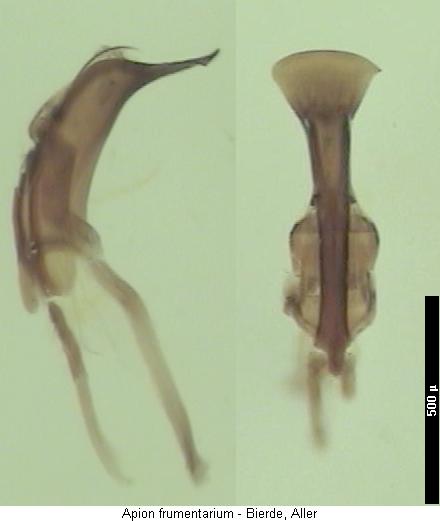 apion_frumentarium.jpg