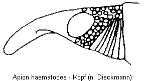apion_haematodes_k.gif