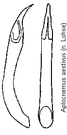aplocnemus_aestivus.gif