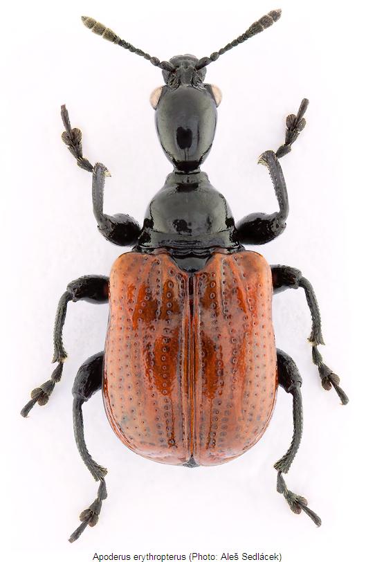 apoderus_erythropterus_hab.jpg