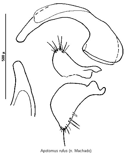 apotomus_rufus.gif