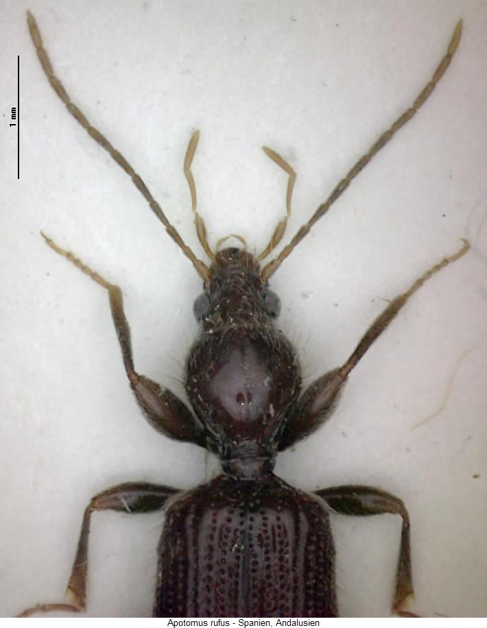 apotomus_rufus_vk.jpg