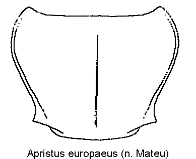 apristus_europaeus_hsch.gif