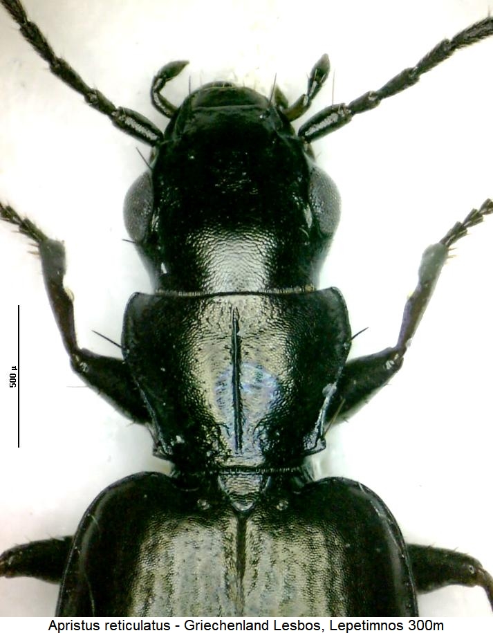 apristus_reticulatus_vk.jpg