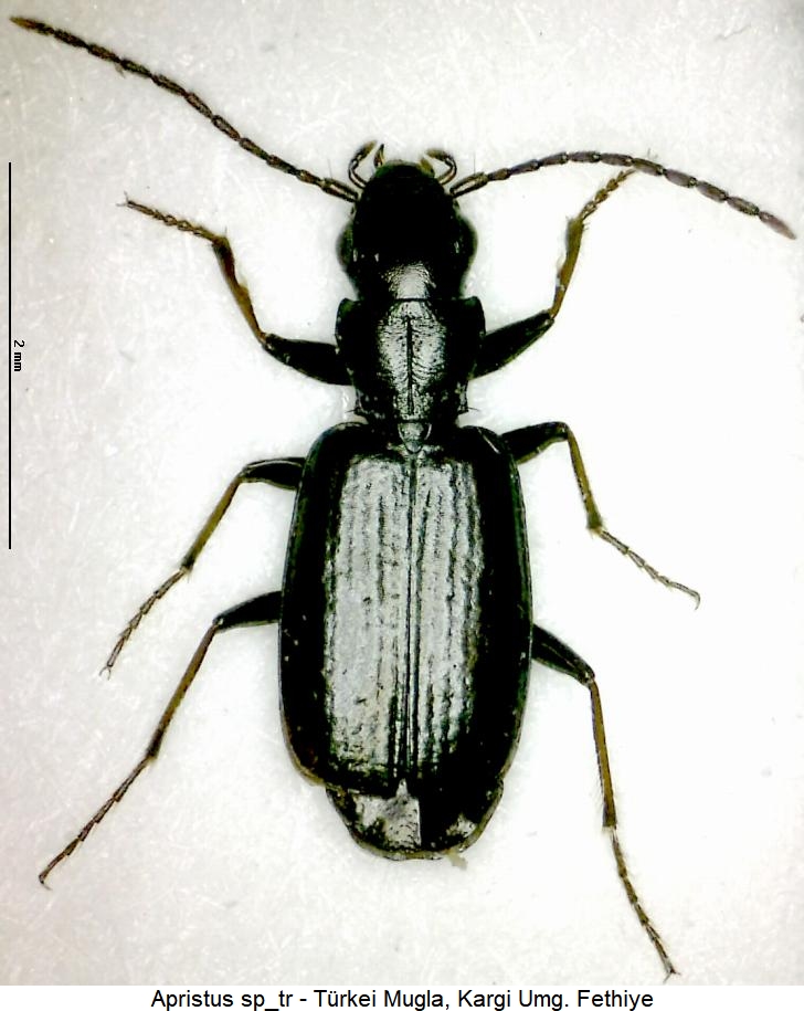 apristus_sp_tr_hab.jpg