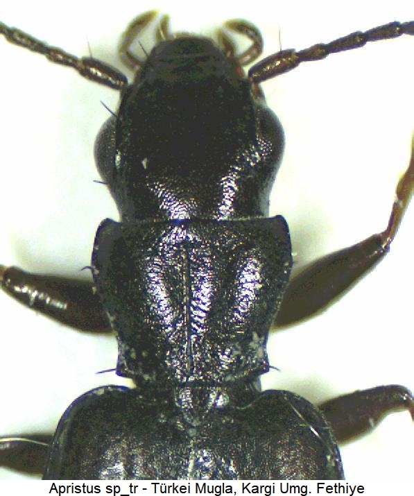 apristus_sp_tr_vk.jpg