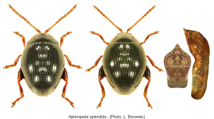 apteropeda_splendida.jpg