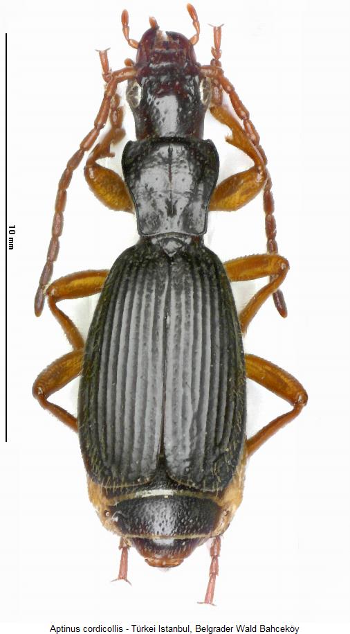 aptinus_cordicollis_hab.jpg