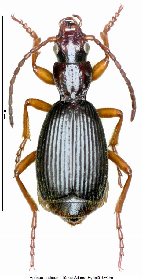 aptinus_creticus_hab.jpg