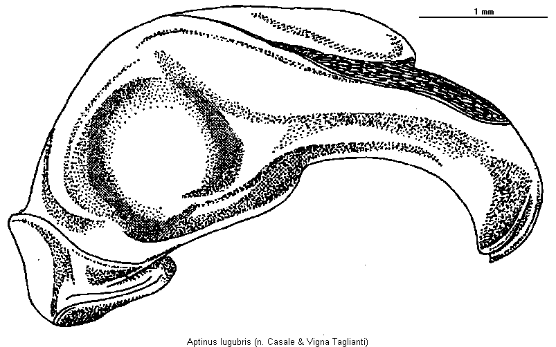 aptinus_lugubris.gif