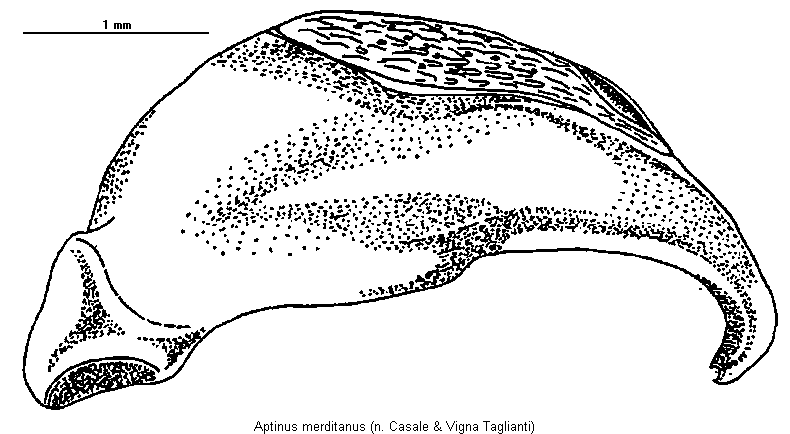 aptinus_merditanus.gif