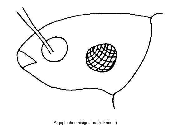 argoptochus_bisignatus.gif