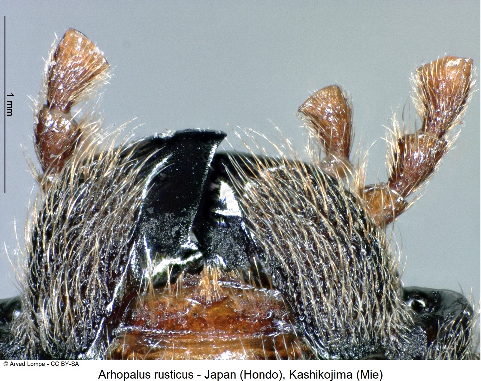 arhopalus_rusticus_ck22801879_ts.jpg