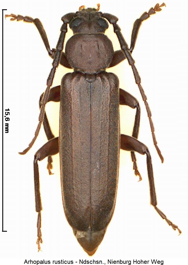 arhopalus_rusticus_hab.jpg