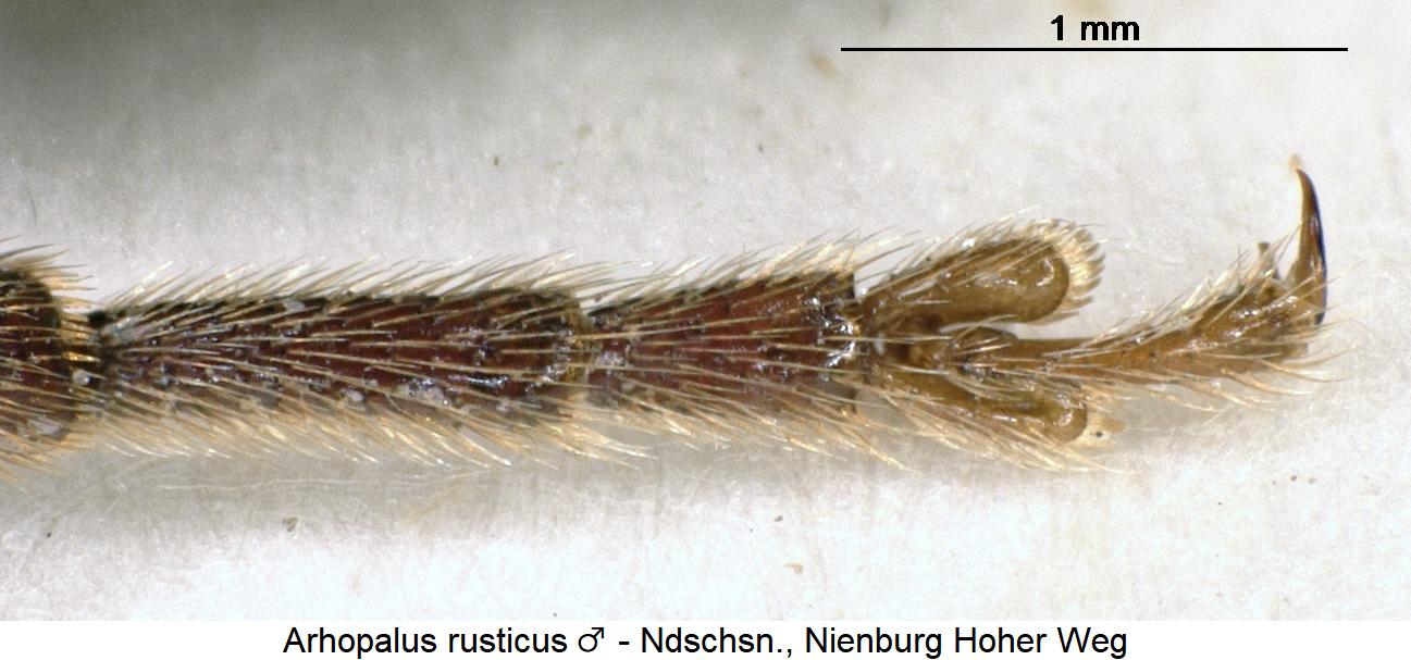 arhopalus_rusticus_htr.jpg