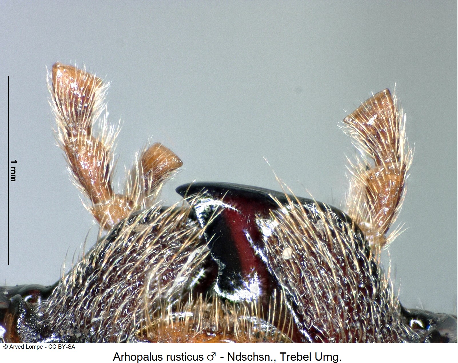 arhopalus_rusticus_m_ck10820_ts.jpg